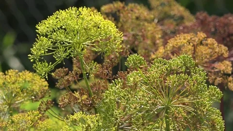 Dill in the garden.Blooming dill. Stock Footage 83912380