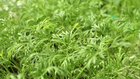 Dill Grass Background Stock Footage 74294222