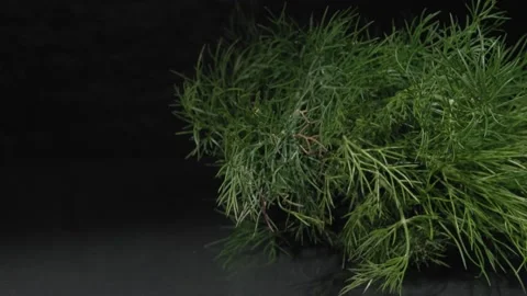 Dill greens close up. Black background. Видео 144353479