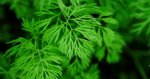 Dill greens Stock Footage 131202577