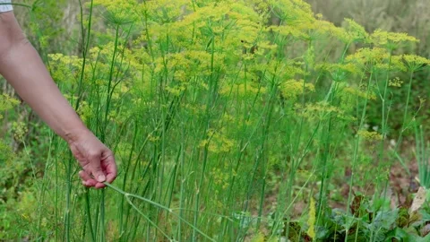 Dill is growing Stock Footage 316894960