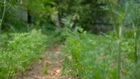 Dill growing in the garden. Selective focus. Stock Footage 256435716