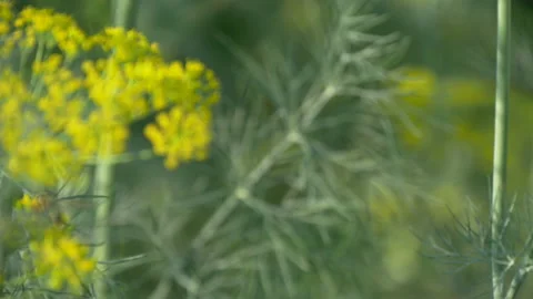 Dill grows on bed in the garden. Closeup. Stock Footage 204941258