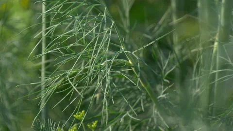 Dill grows on bed in the garden. Closeup. Stock Footage 204941275