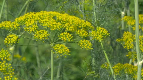 Dill grows on bed in the garden. Closeup. Stock Footage 204943317