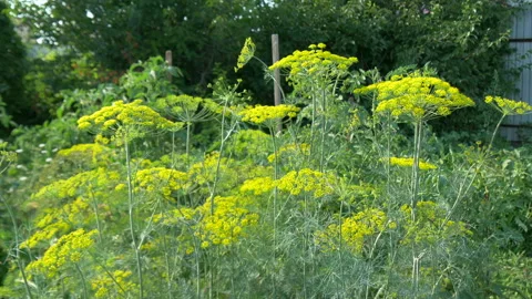 Dill grows on bed in the garden. Stock Footage 204941477