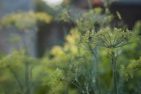 Dill grows close-up at sunset Stock-Fotos