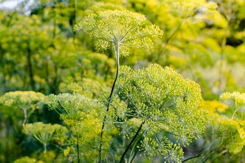 Dill grows in a garden bed Foto stock