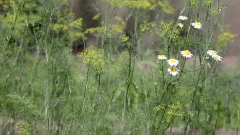 Dill grows on a garden bed in a vegetable garden with chamomile weed close-up Stock Footage 157627434