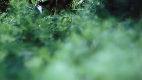 Dill grows in the garden. Close-up, focus translation. Stock Footage 129640973