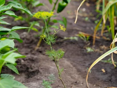 Dill grows in the garden Stock Photos
