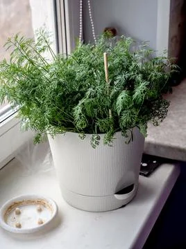Dill grows in a pot on the windowsill Stock Photos