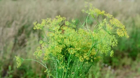 Dill in hands Video stock 316894957