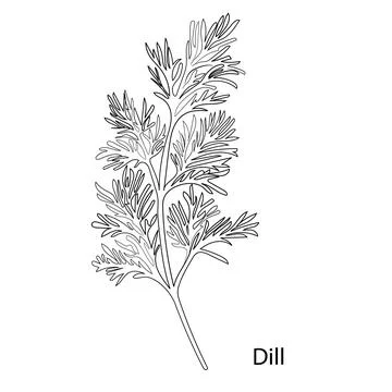 Dill Herb Garden Stock Illustration