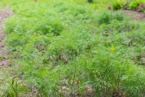 Dill herb growing on  bed Stock Photos