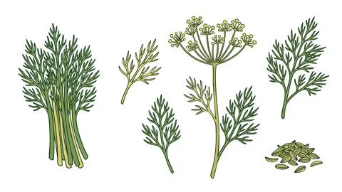 Dill Herb Vector Set with Leaves Flowers and Seeds Stock Illustration