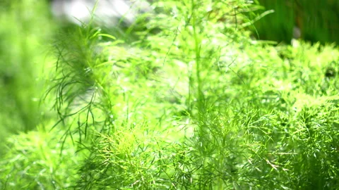 Dill herb vegetable bed at home garden mornign sunlight Stock Footage 147074558