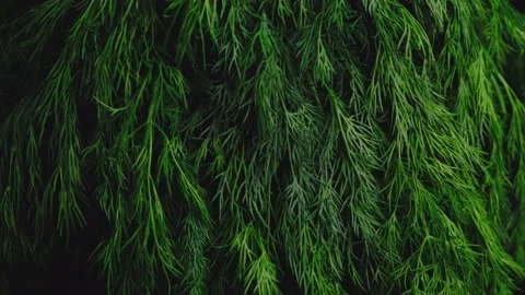 Dill, herbs close-up against a black background. Stock Footage 155783897