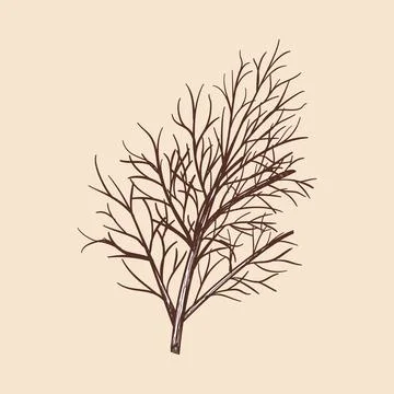 Dill Icon Stock Illustration