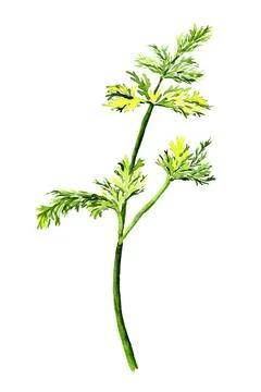 Dill Stock Illustration