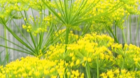 Dill inflorescence closeup. close-up. Video stock 114751489