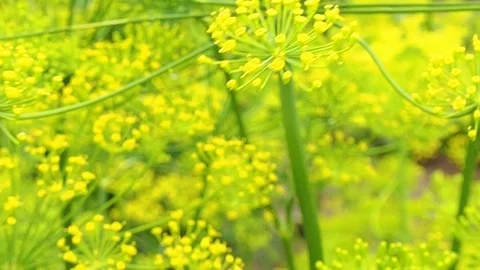Dill inflorescence closeup. close-up. Stock Footage 114751495