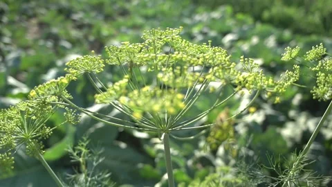 Dill inflorescence grows in kitchen garden at sunlight Stock Footage 139443870
