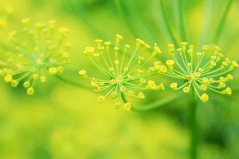 Dill inflorescences blur texture Stock Photos