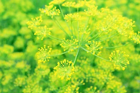 Dill inflorescences blur texture Stock Photos