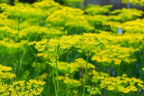Dill inflorescences close up Stock Photos