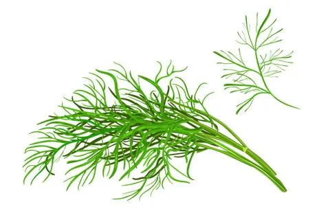 Dill  isolated on white background. Fresh bunch dill spice plant. Stock Illustration