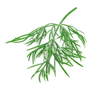 Dill isolated on white background Stock Photos