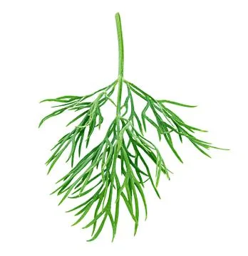 Dill isolated on white background Stock Photos