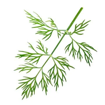 Dill isolated on white background Stock Photos