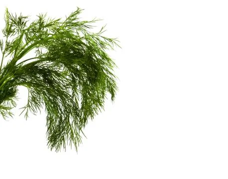 Dill isolated on white Stock Photos