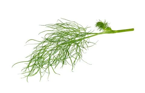 Dill isolated on white. Stock Photos