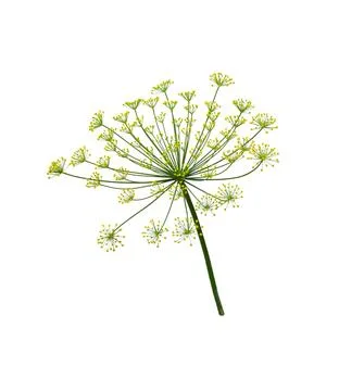 Dill isolated on white. Stock Photos
