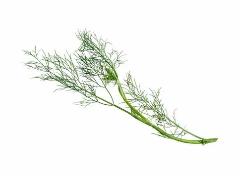 Dill isolated on white. Stock Photos