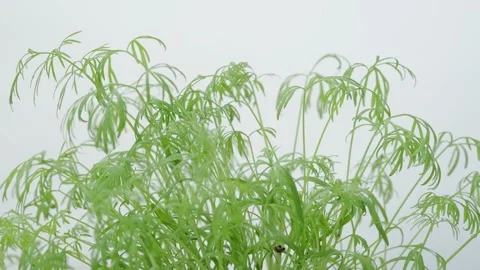 Dill leaf close up Stock Footage 131207978