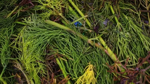 Dill leaf leaves closeup texture rotating video background Stock Footage 113145292