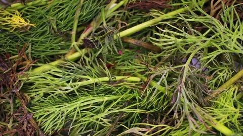 Dill leaf leaves closeup texture rotating video background Stock Footage 113145479