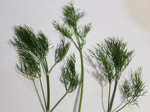 Dill leaves Stock Photos