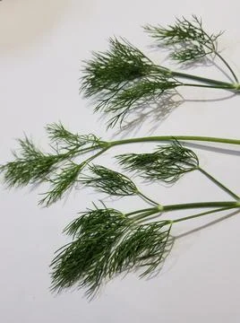 Dill leaves Stock Photos