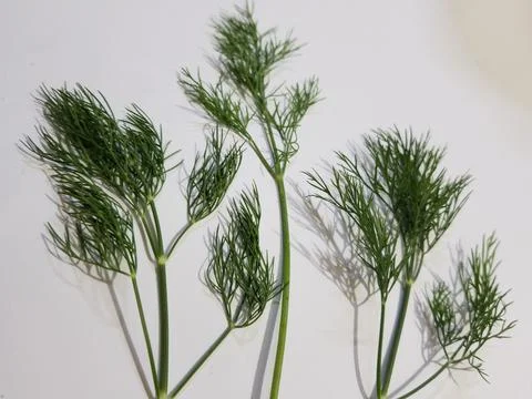 Dill leaves Stock Photos