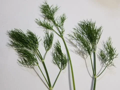 Dill leaves Stock Photos