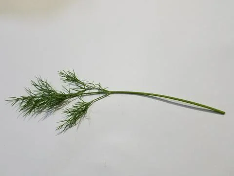 Dill leaves Stock Photos