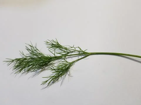 Dill leaves Stock Photos