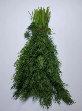 Dill leaves Stock Photos