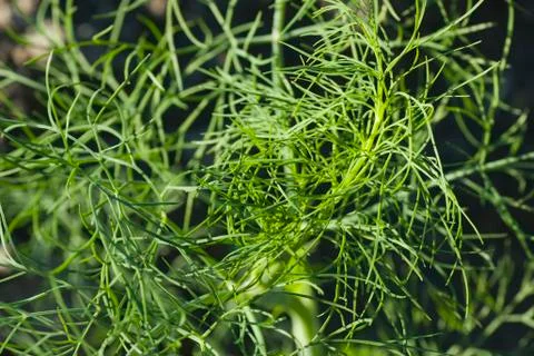 Dill mess texture Stock Photos