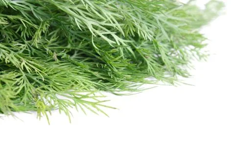 Dill Stock Photos